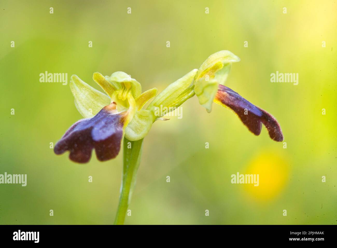 Orchidea (Ophrys Iricolor). Sassari, 7 fontane, Sardegna. Italia. Stock Photo