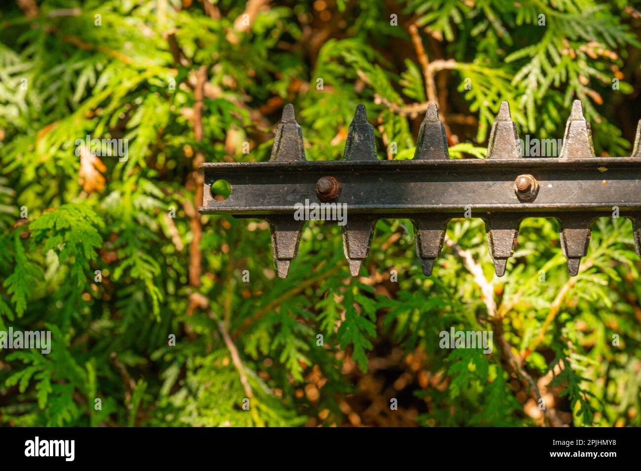 Thuja Brabant pruning.brush cutter cutting branches a living green hedge. garden trimmer cuts a hedge of thuja.Formation of plants and sanitary Stock Photo