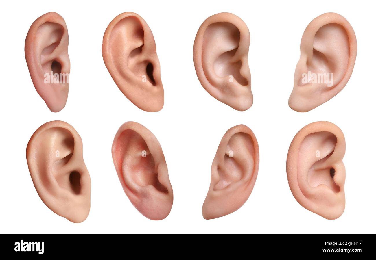 Human ears on white background, collage. Organ of hearing and balance