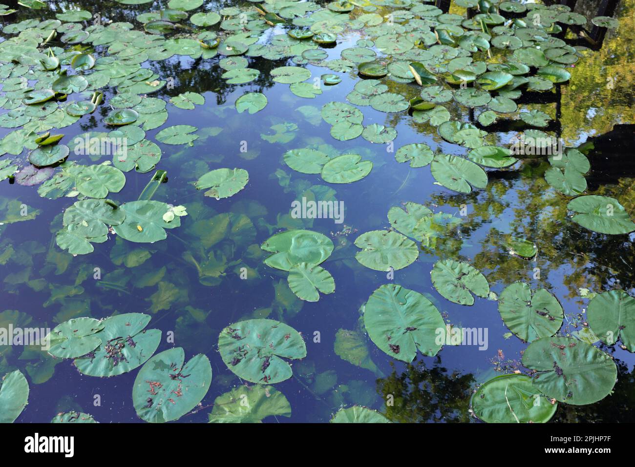 Many green lotus leaves hi-res stock photography and images - Alamy