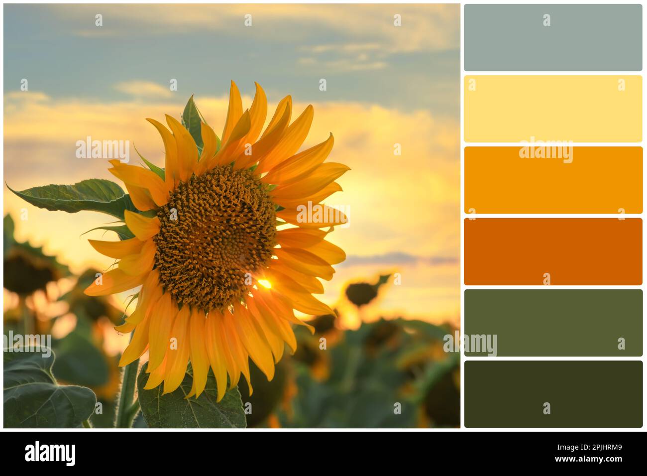 Color palette and sunflower growing in field outdoors. Collage Stock