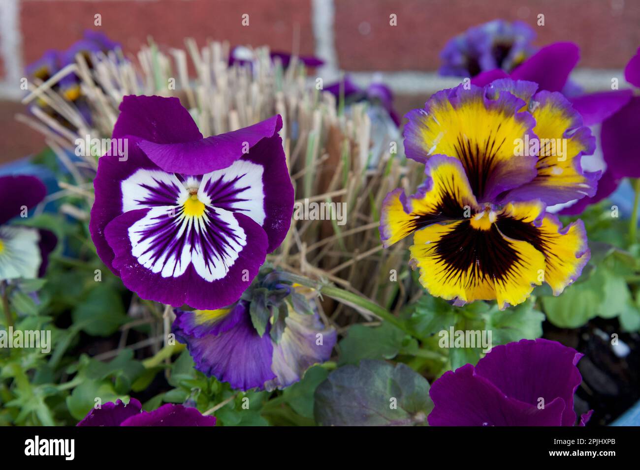 Close up of pansies with purple, white, and yellow. Also known as viola and violet. With red brick background. Shows edge of blue pot. Stock Photo
