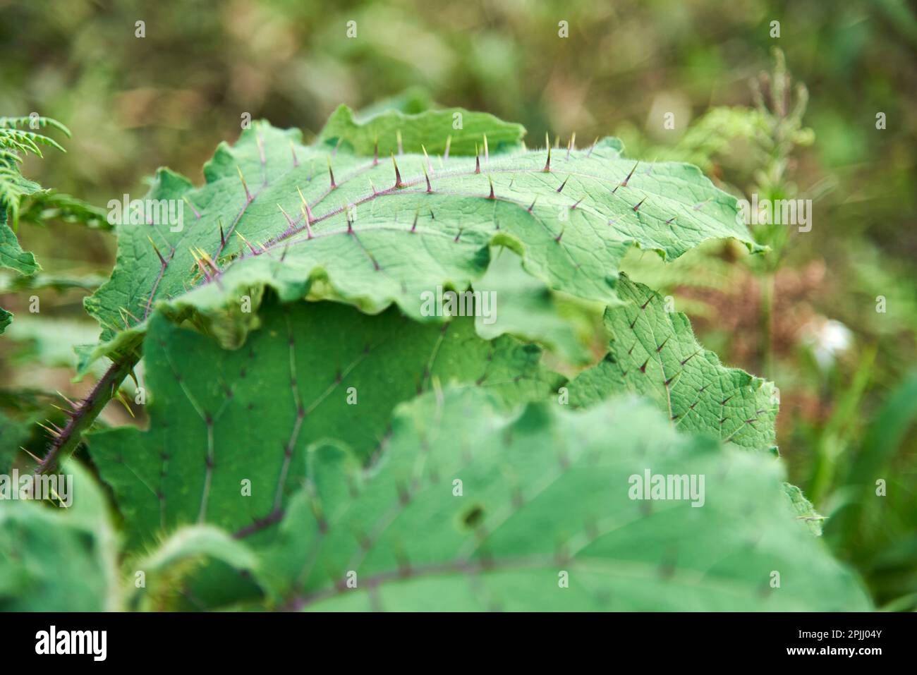 Spiny green leaves of solanum stramoniifolium, a solanaceae plant of South America that has thorns on the surface of its leaves as a defense. Stock Photo