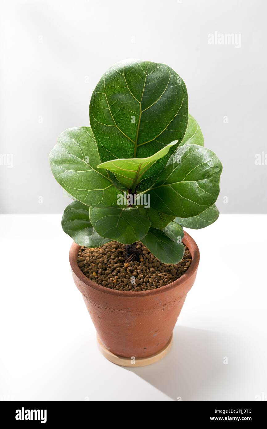 Fiddle leaf fig or Ficus lyrata warb in the orange clay pot on a white table. Stock Photo