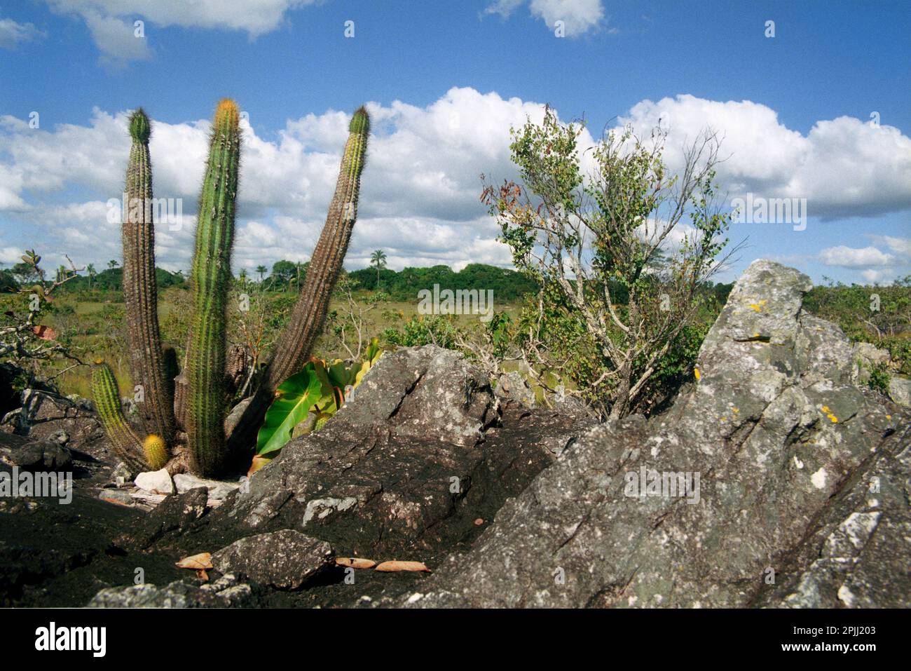 Vegetation on rock outcrop (saxicolous vegetation) in Cerrado (savanna) biome in Brazilian  Highlands in Goiás State. Cactus: Pilosocereus machrisii Stock Photo