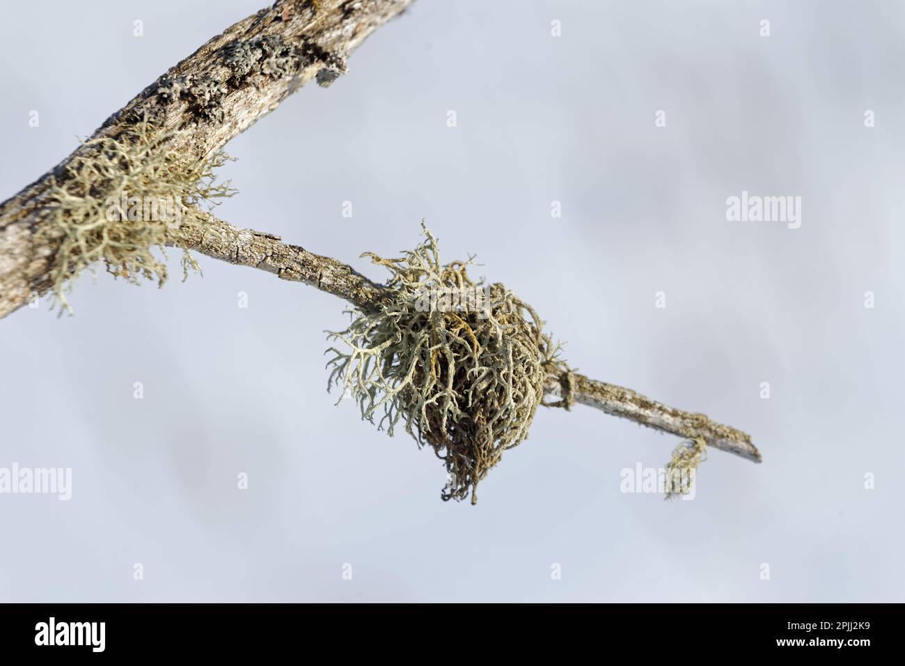 Lichens growing on a dead tree branch. Quebec,Canada Stock Photo