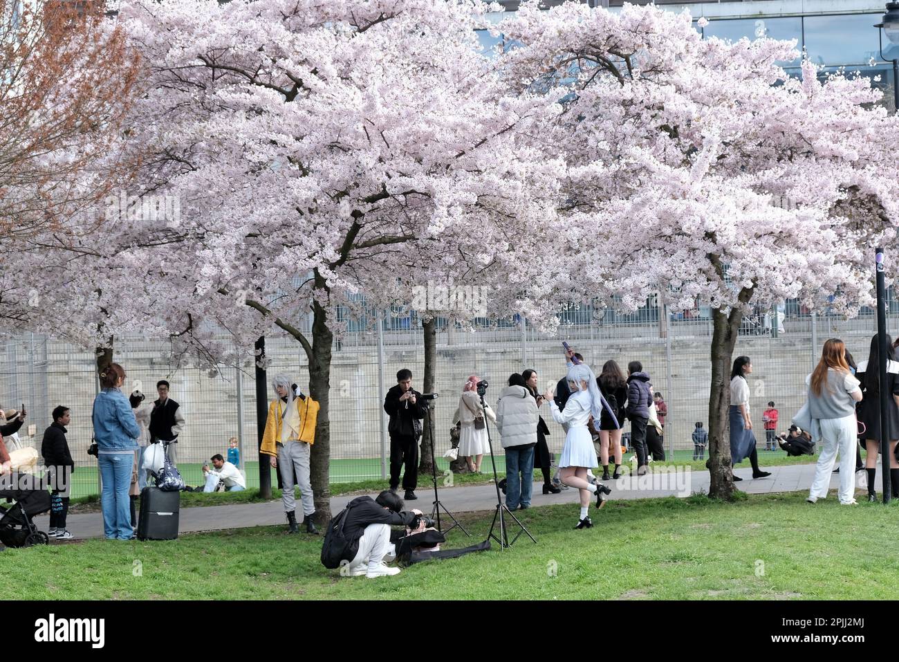 London, UK. 2nd April, 2023. Visitors to Swiss Cottage enjoy taking photographs, and make the most of a sunny afternoon, amongst cherry blossom, as the trees reach full bloom. The Japanese cherry, also known sakura, have a fleeting flowering season, and in recent years in London, have attracted enthusiastic appreciation of the blooms as tourists, locals and students flock to areas with the trees. Credit: Eleventh Hour Photography/Alamy Live News Stock Photo