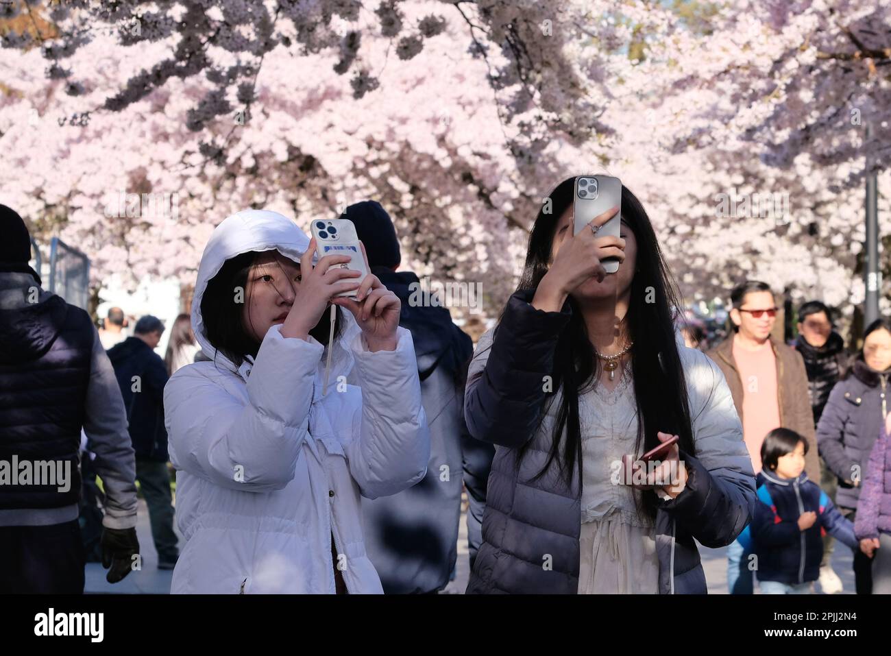 London, UK. 2nd April, 2023. Visitors to Swiss Cottage enjoy taking photographs, and make the most of a sunny afternoon, amongst cherry blossom, as the trees reach full bloom. The Japanese cherry, also known sakura, have a fleeting flowering season, and in recent years in London, have attracted enthusiastic appreciation of the blooms as tourists, locals and students flock to areas with the trees. Credit: Eleventh Hour Photography/Alamy Live News Stock Photo