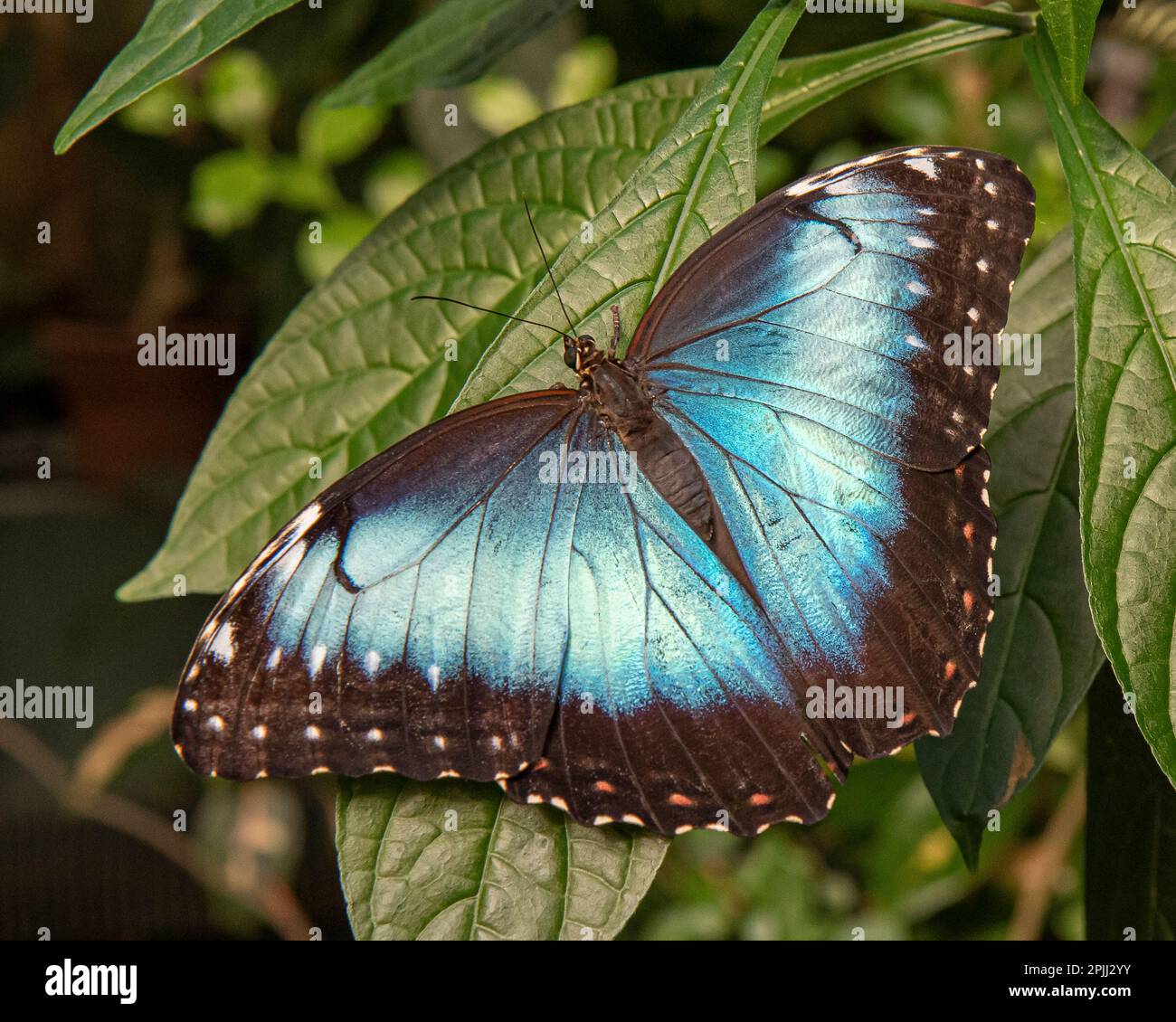 A blue morpho butterfly at Magic Wings in Deerfield, MA wings spread