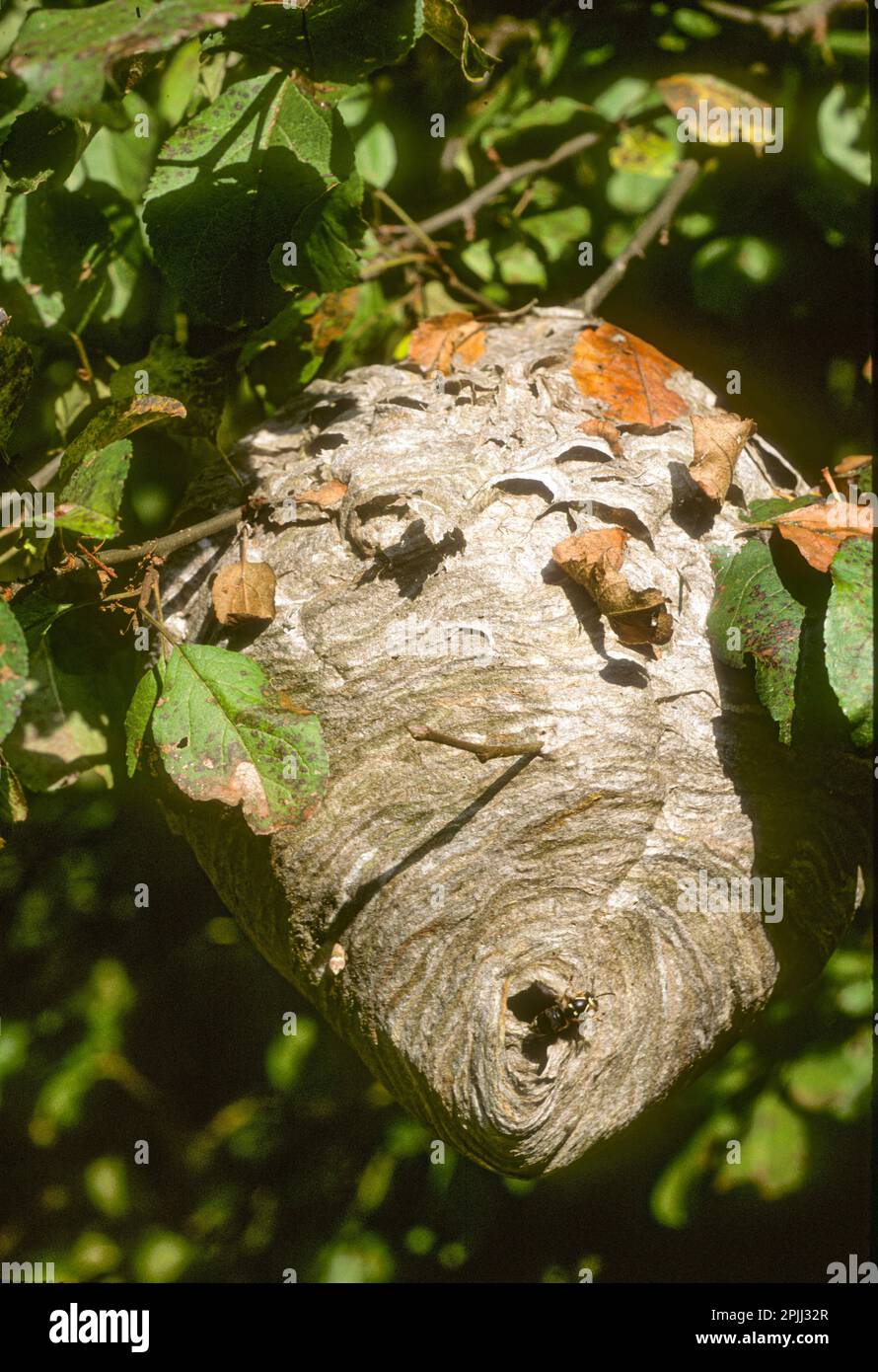 A white faced wasp nest Stock Photo