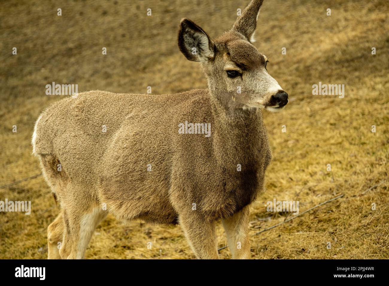 Mule Deer visiting Stock Photo - Alamy