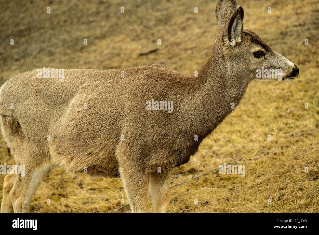 Mule Deer visiting Stock Photo - Alamy