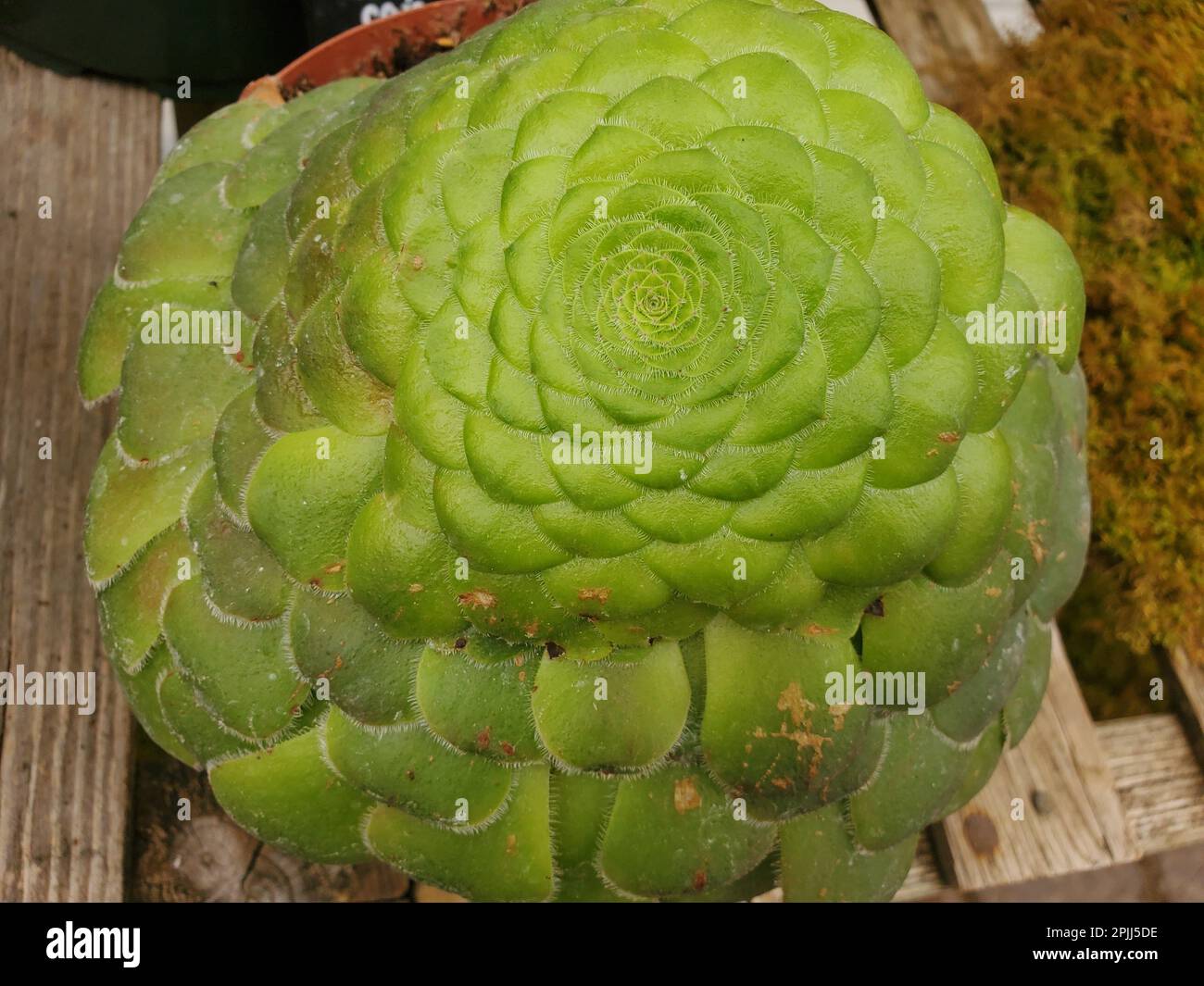Close up of a Dinner Plate Aeonium plant, also known with scientifc name Aeonium Tabuliforme Stock Photo
