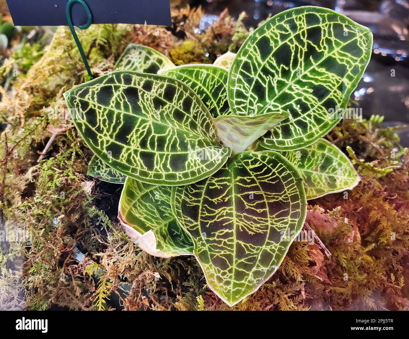Stunning leaves of Macodes Petola, mostly known as Jewel Orchids Stock ...
