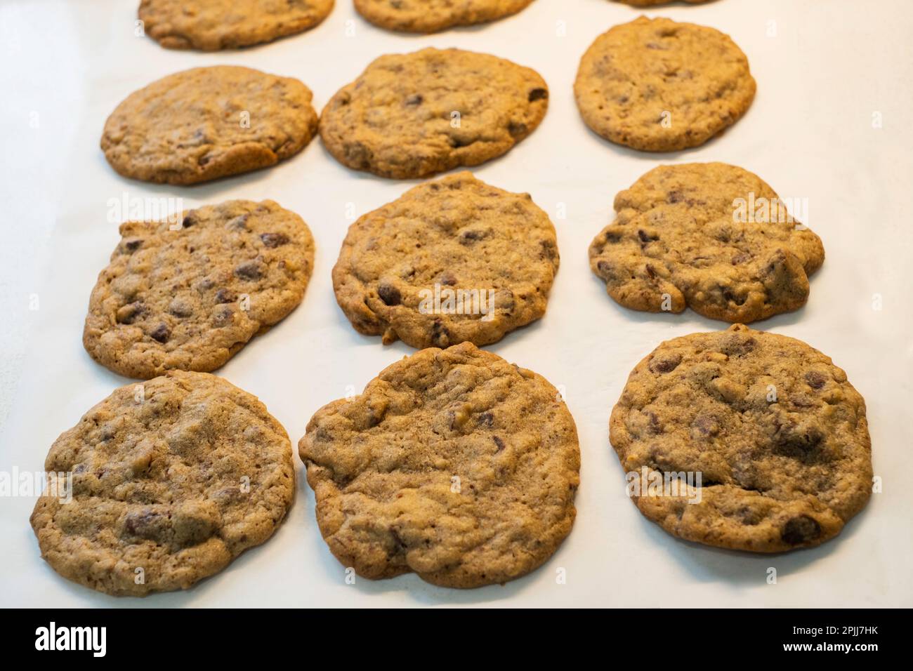 Homemade chocolate chip cookies or biscuits cooling on parchment paper after removing from oven & pan. Stock Photo