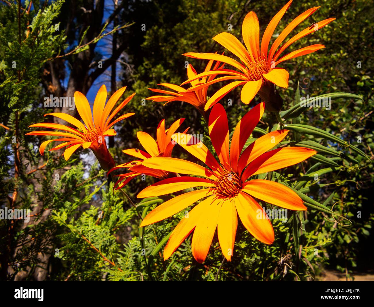 Mutisia is a plant with orange flowers from the family Asteraceae, very common on the Argentinean Patagonia, Chubut Province, Argentina Stock Photo