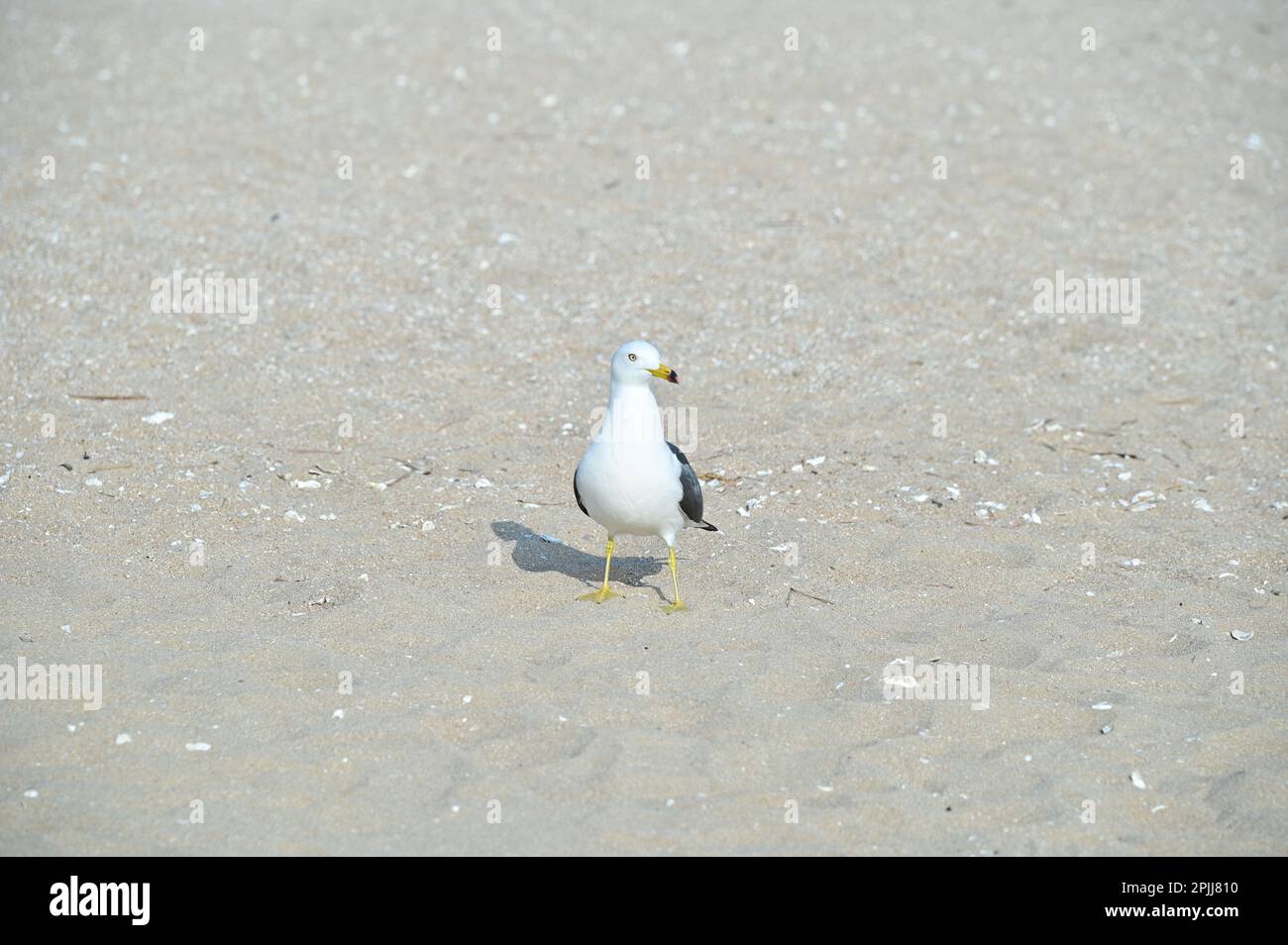 A seagull is sitting on a sandy beach Stock Photo