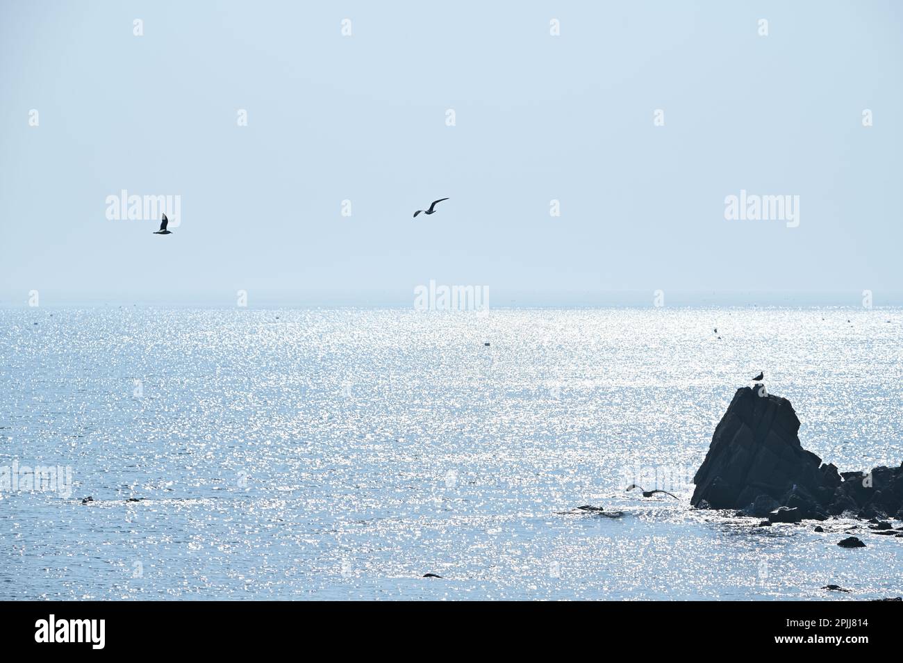 There are rocks in the shining sea and seagulls fly around Stock Photo