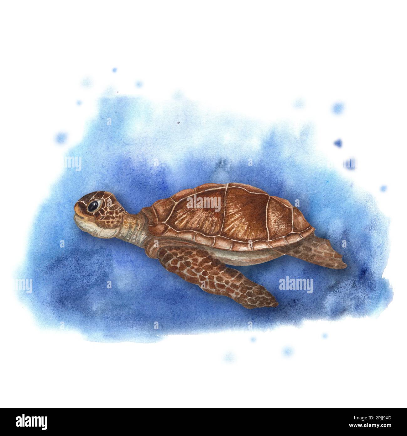 Hand drawn llustration with turtle isolated on watercolor background. Can be used for wallpaper, print, baby textile, scrapbooking, postcards Stock Photo
