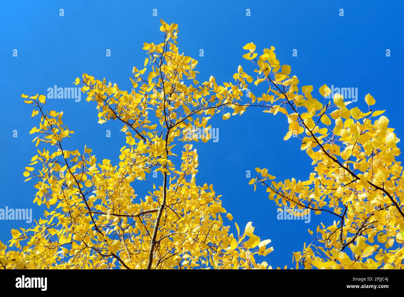 Populus tremula, called as common aspen, Eurasian aspen, European aspen, or quaking aspen, autumnal landscape view, yellow branch on blue sky backgrou Stock Photo