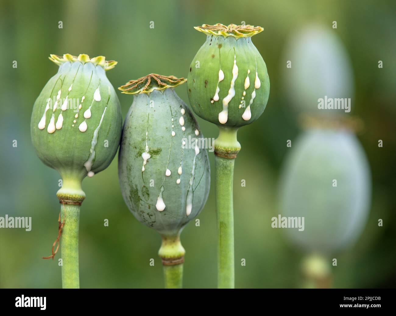 Detail of opium poppy heads, in latin papaver somniferum, three