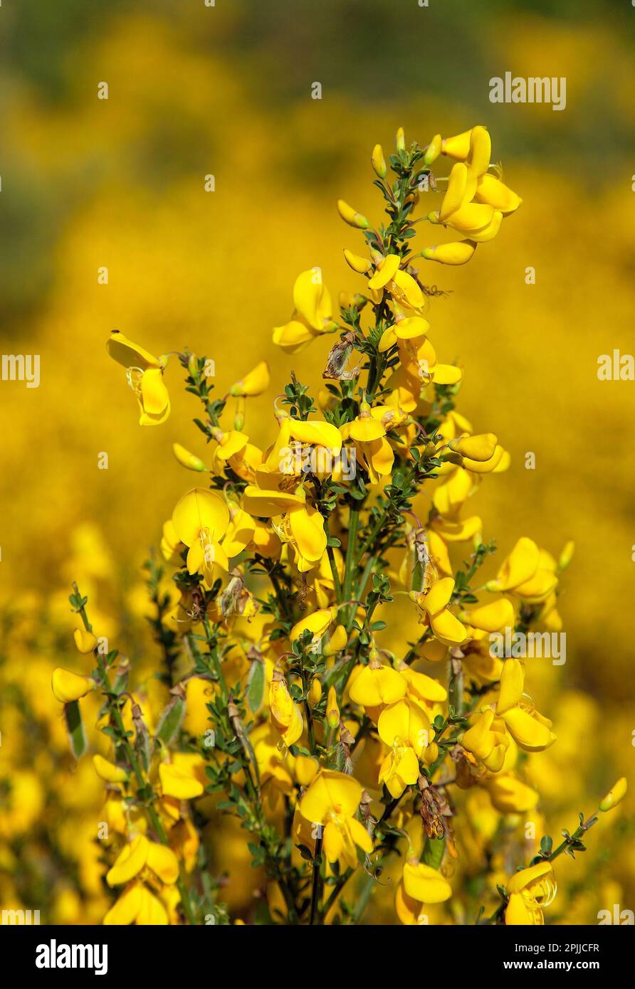 Cytisus scoparius, the common broom or Scotch broom yellow flowering in blooming time Stock Photo