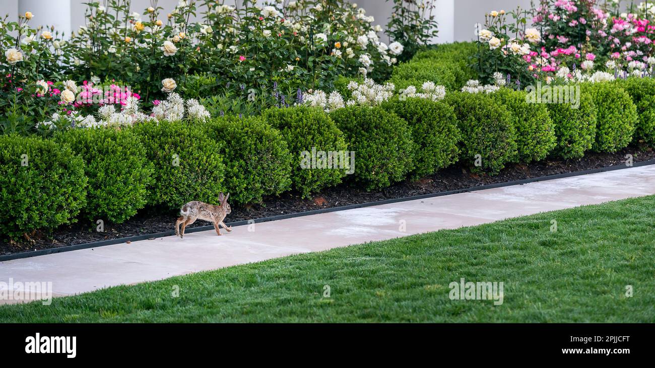 A rabbit is seen in the Rose Garden Monday, May 10, 2021, of the White House. (Official White House Photo by Adam Schultz) Stock Photo