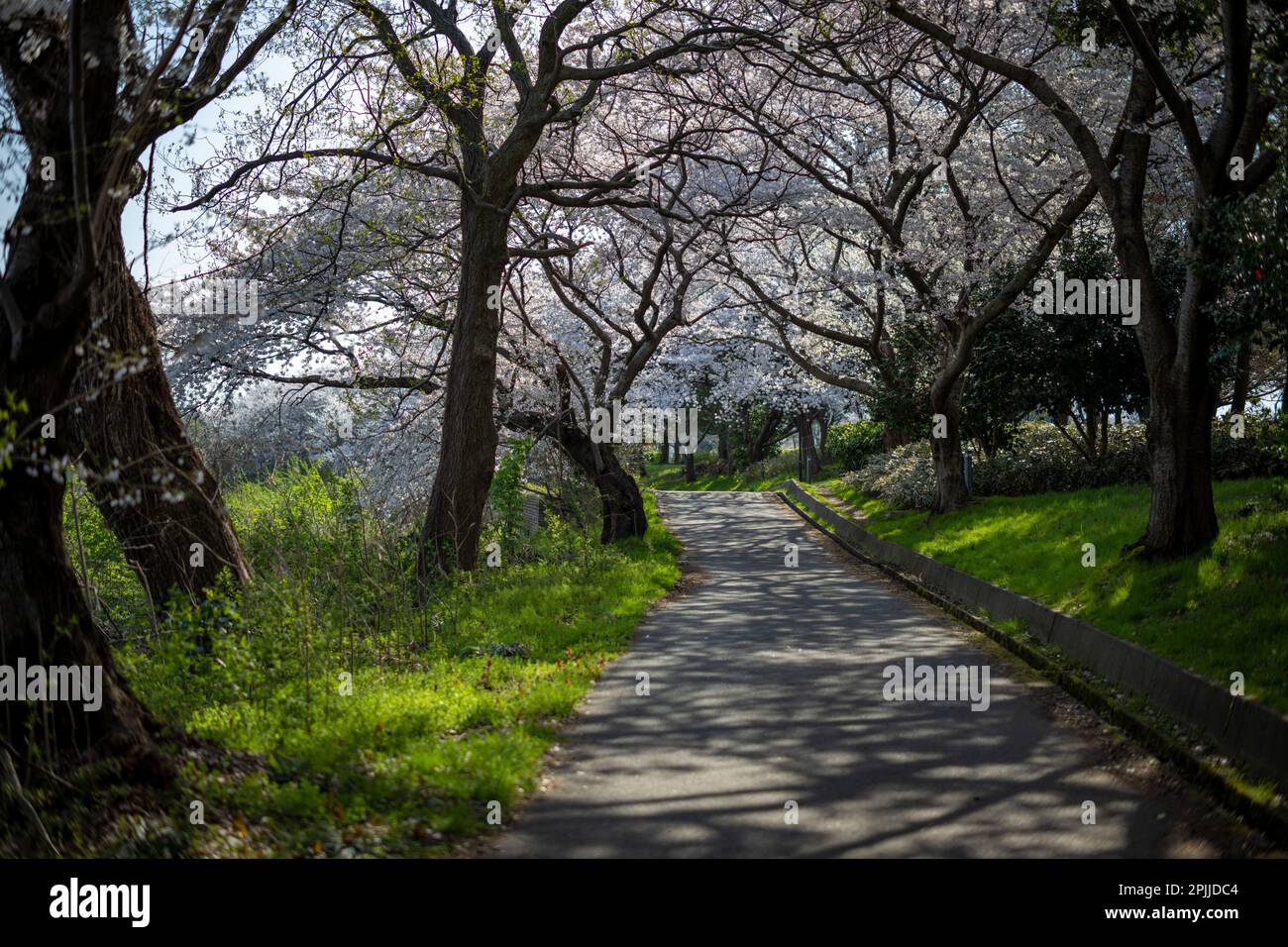 The beautiful old cherry trees lining the walkway at Toyano Lagoon, Niigata City, Japan. Stock Photo