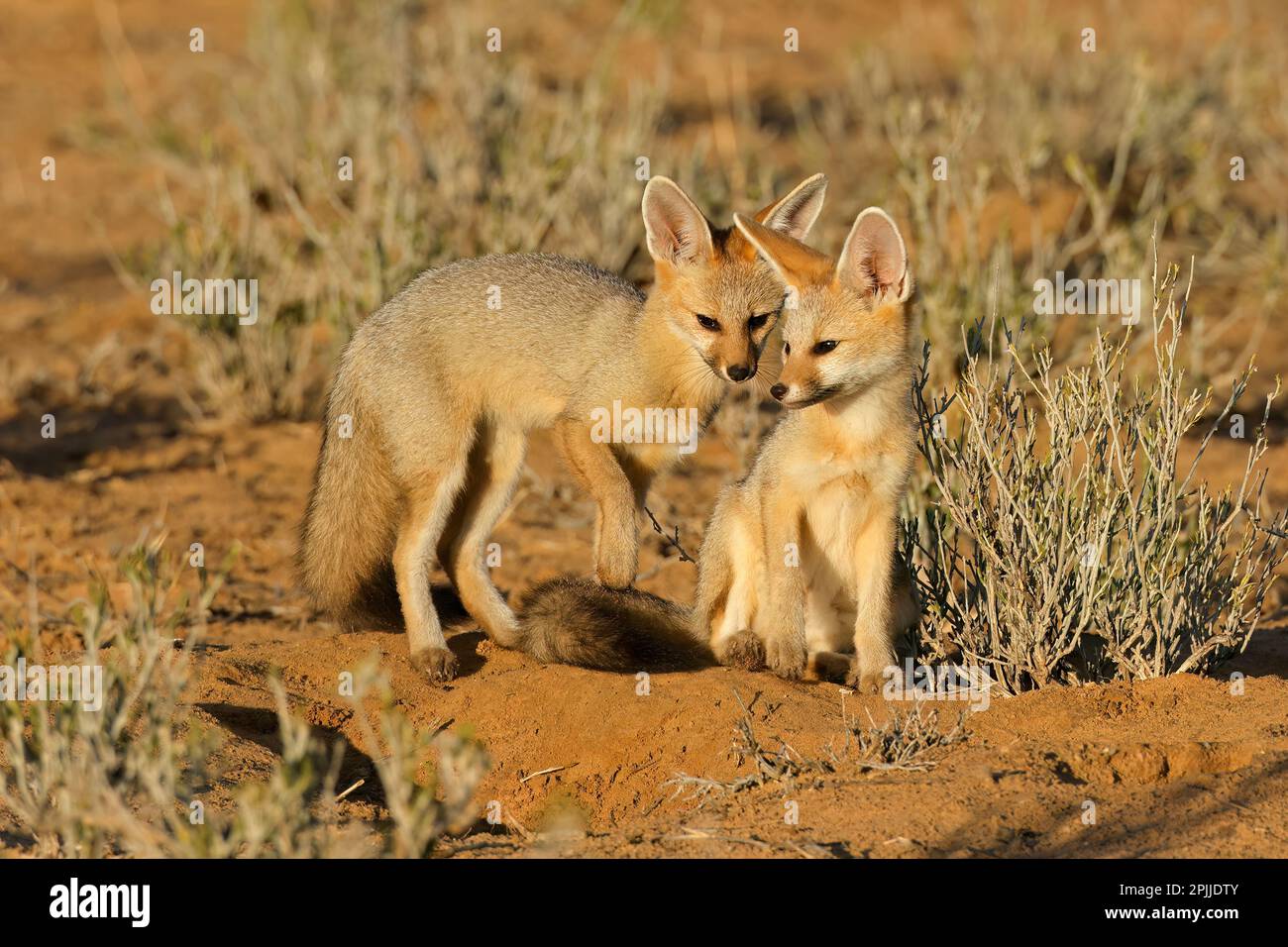 Cape foxes (Vulpes chama) in early morning light, Kalahari desert