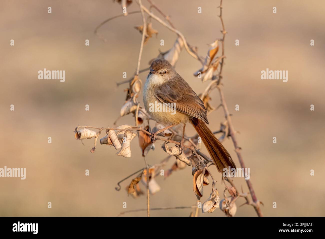 Plain prinia (Prinia inornata), also known as the plain wren-warbler or white-browed wren-warbler, observed near Nalsarovar in Gujarat, India Stock Photo