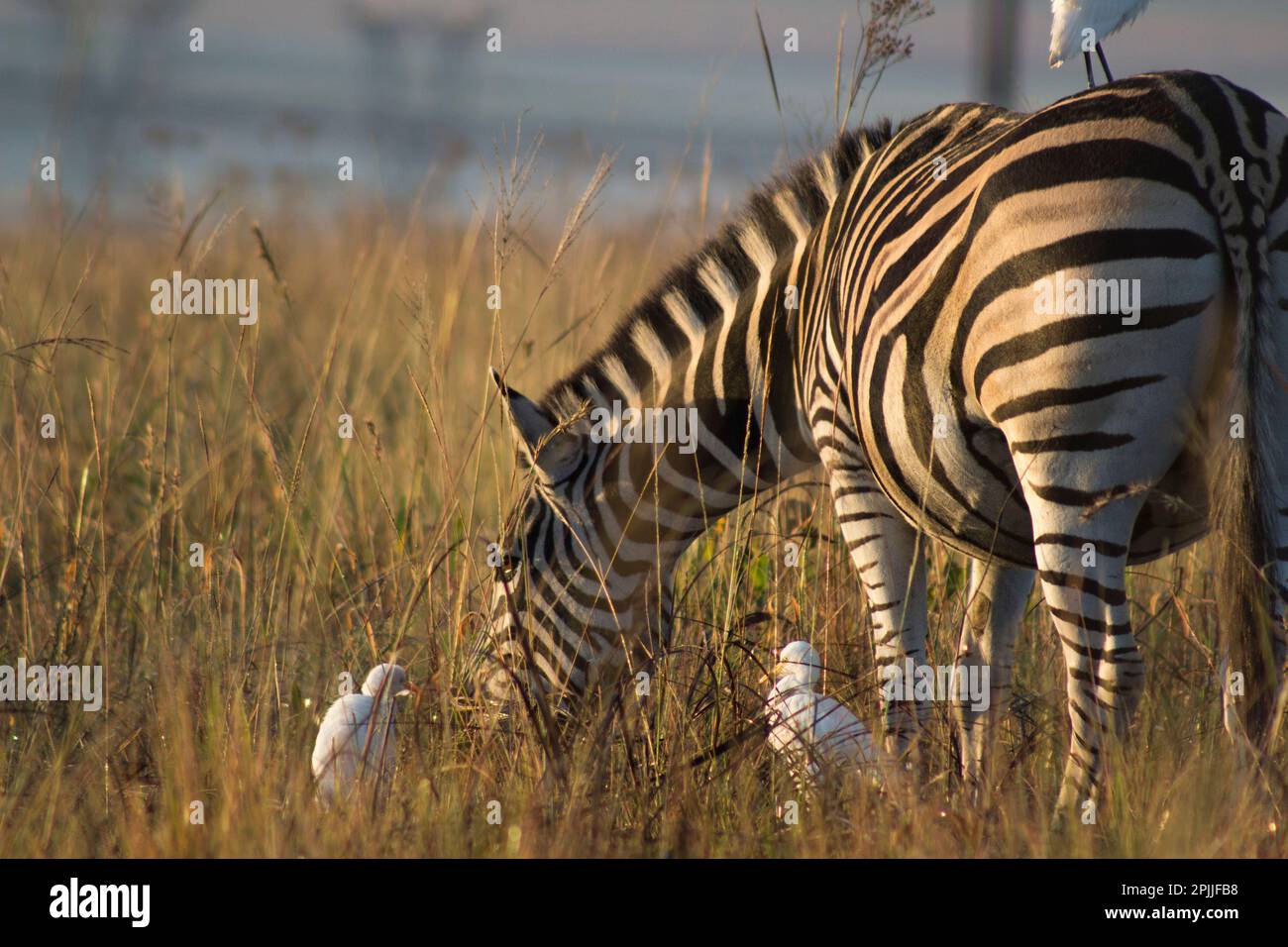 Zebra grazing in South Africa Stock Photo
