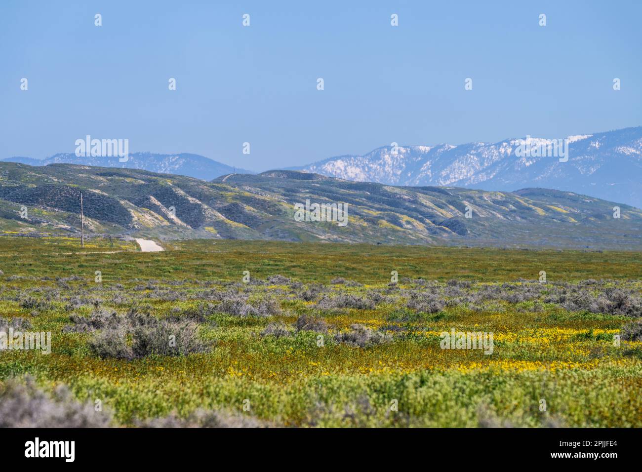 Wildflowers in California Valley Stock Photo