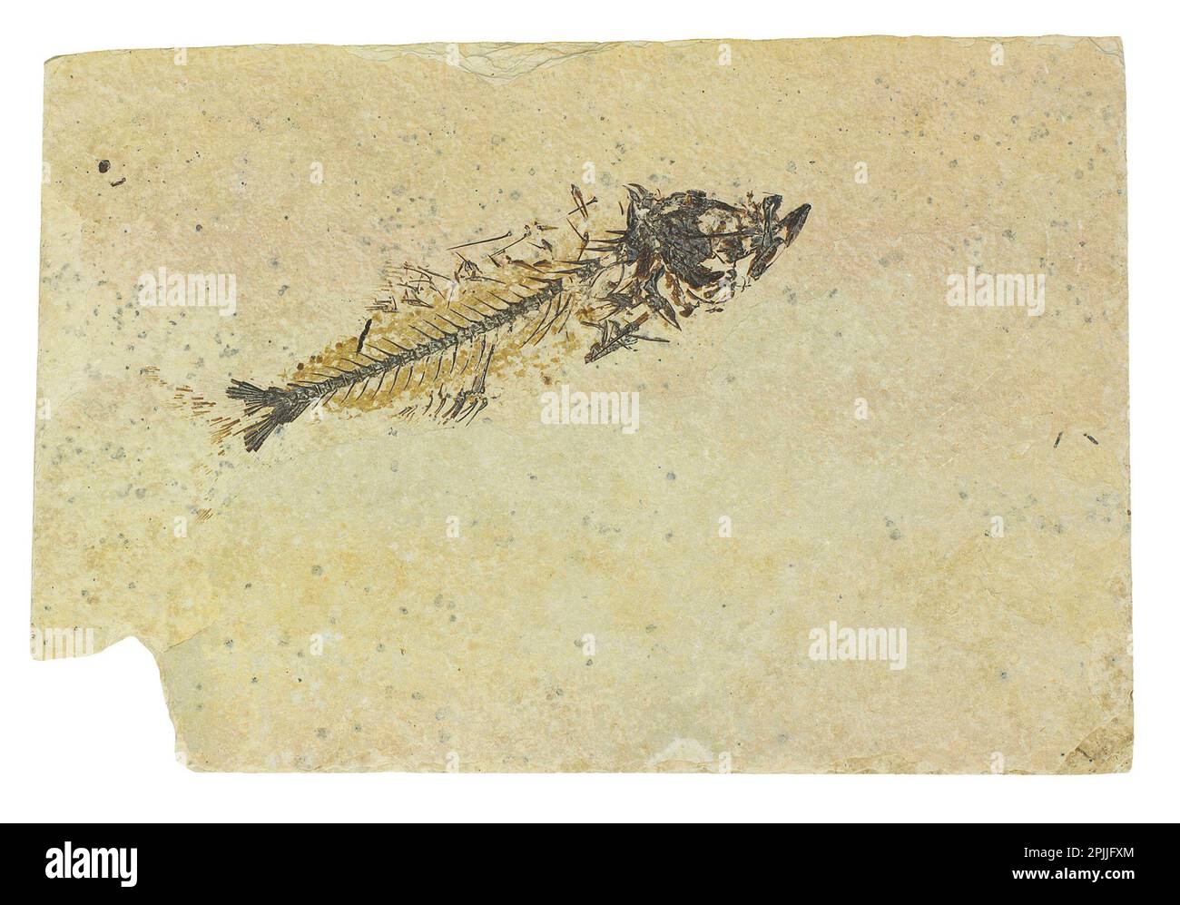 Fossilized fish, Mioplosus labracoides, fossil specimen Stock Photo