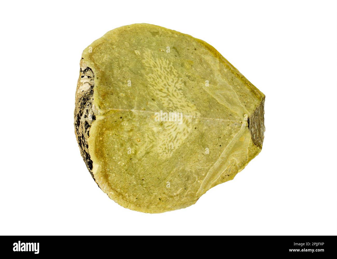 Fosilized sponge, Actinocoella maedrima, fossil specimen isolated on white background Stock Photo