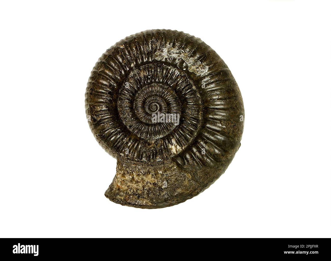 Fossilized ammonite shell, Dactylioceras, fossil specimen isolated on white background Stock Photo