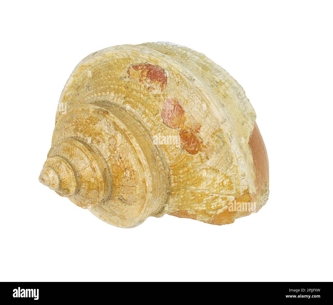 Fossilized snail shell, Worthenia tabulata, fossil specimen isolated on white background Stock Photo