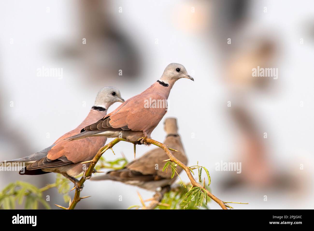 Red collared dove (Streptopelia tranquebarica), also known as the red turtle dove observed near