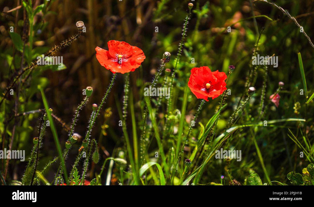 Summer meadow with many insects bees butterflies bumblebee that are