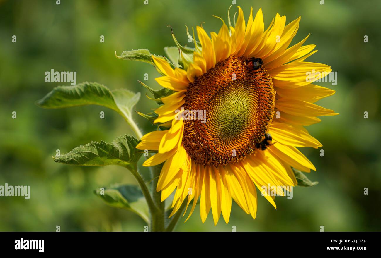 Summer meadow with many insects bees butterflies bumblebee that are
