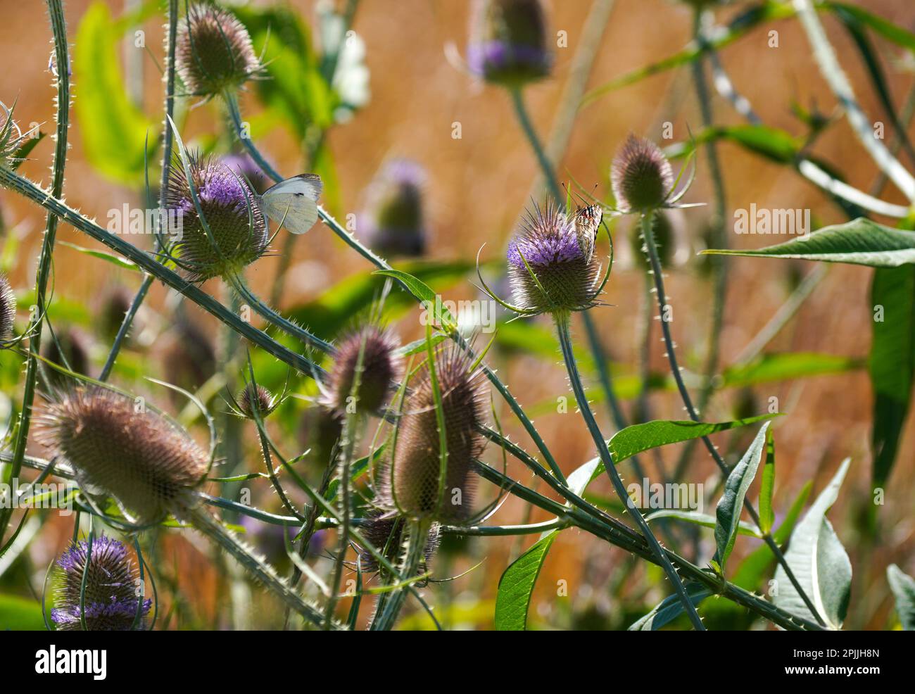 Summer meadow with many insects bees butterflies bumblebee that are