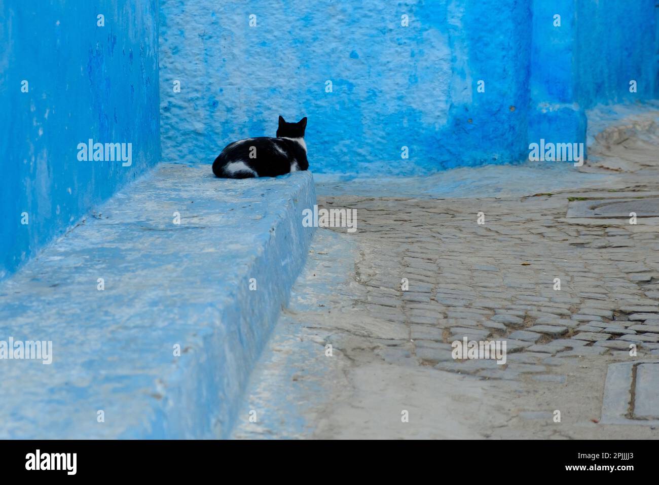 View of a single black cat sitting next to a blue wall at the famous ...