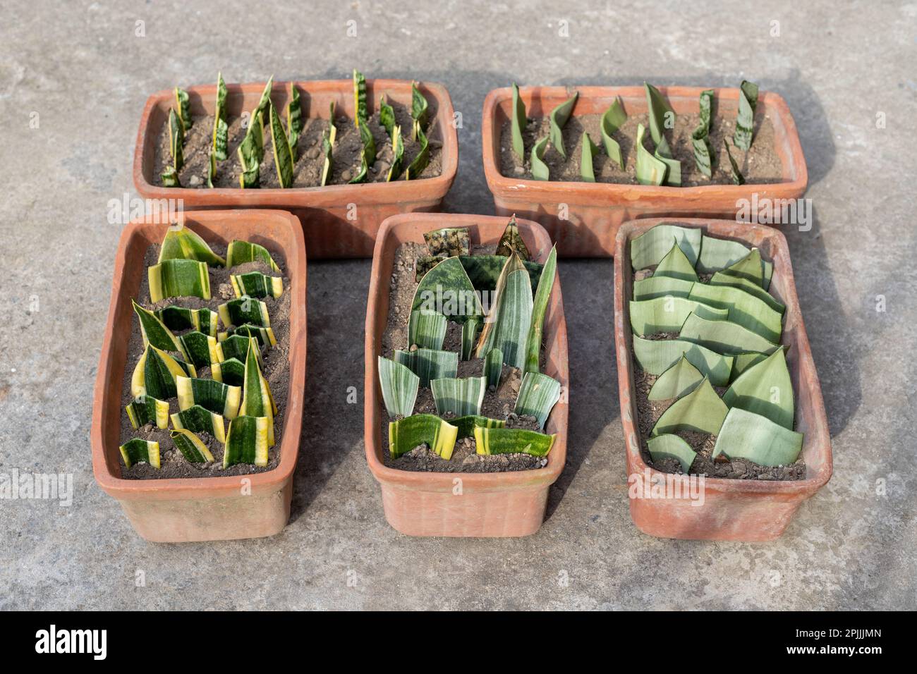 Propagate Sansevieria (Snake Plant): 3 Easy Ways!