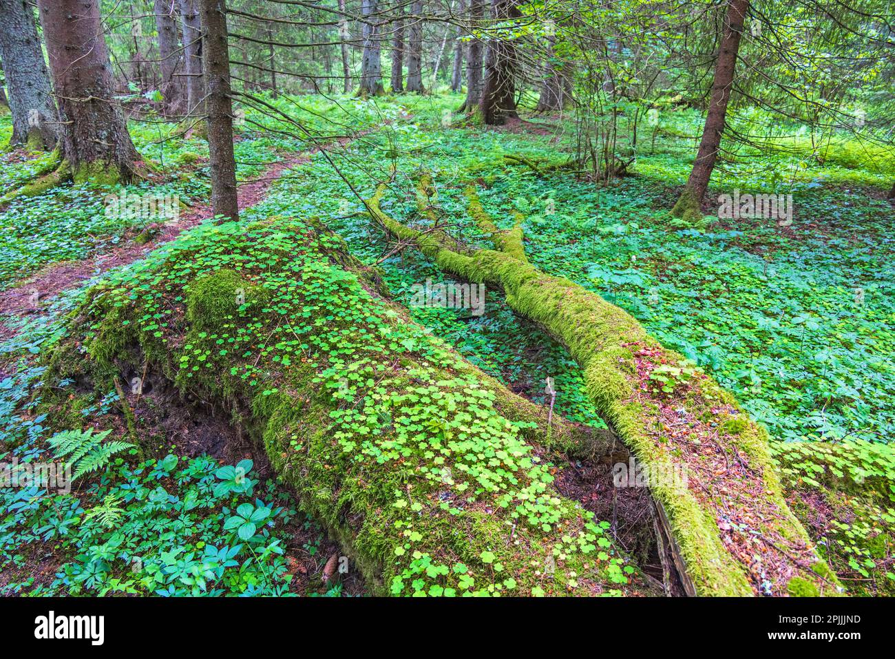 Sorrel tree hi-res stock photography and images - Alamy