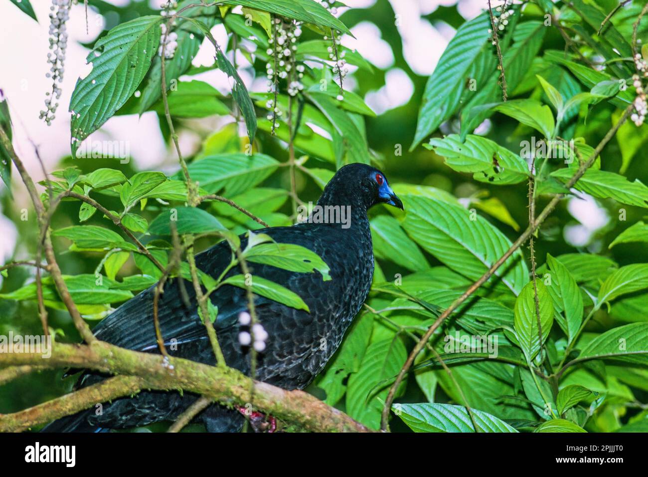 Black guan in a tree Stock Photo