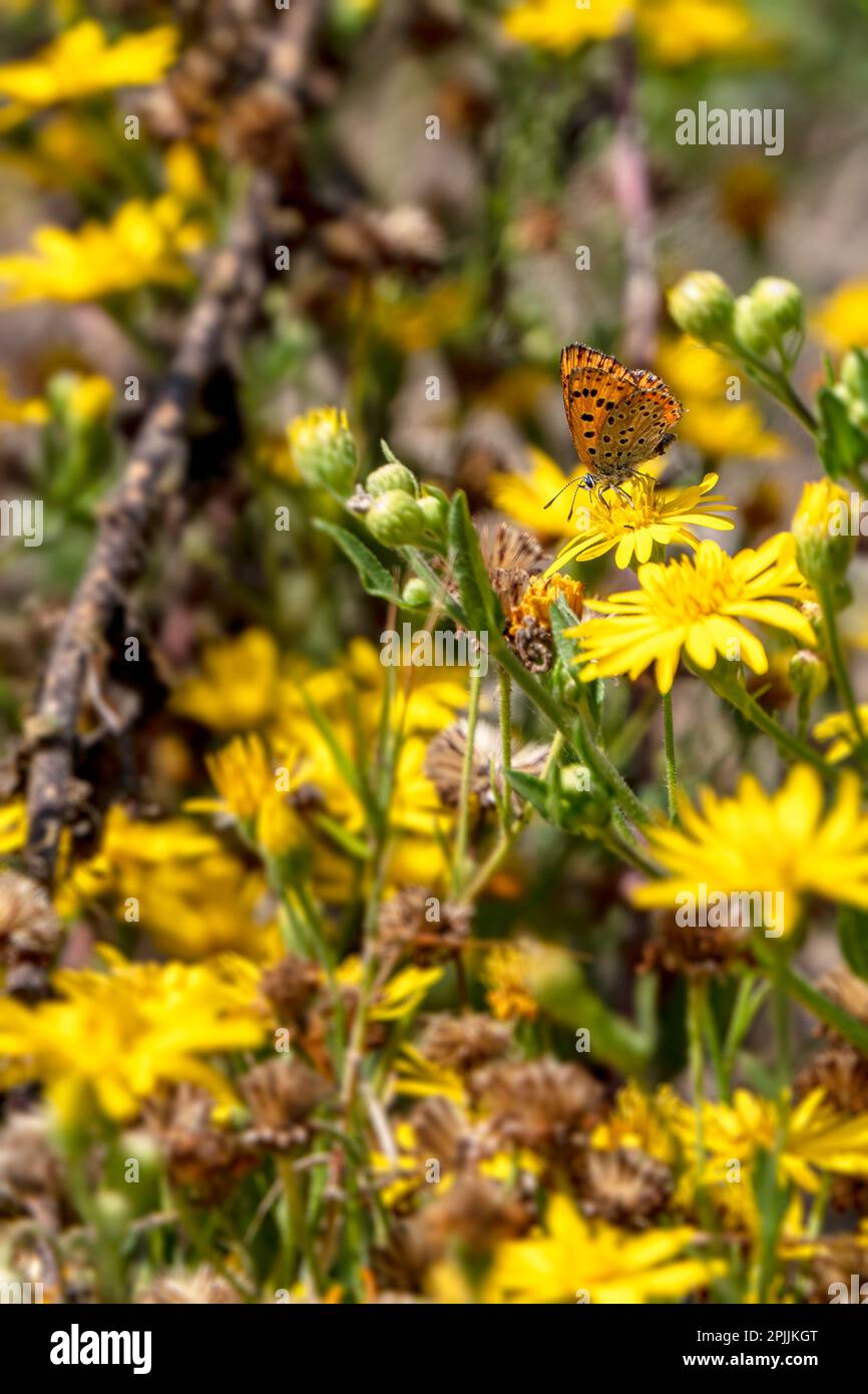 Small Purple-shot Copper butterfly close up sitting on a yellow flower on a blurred background Stock Photo