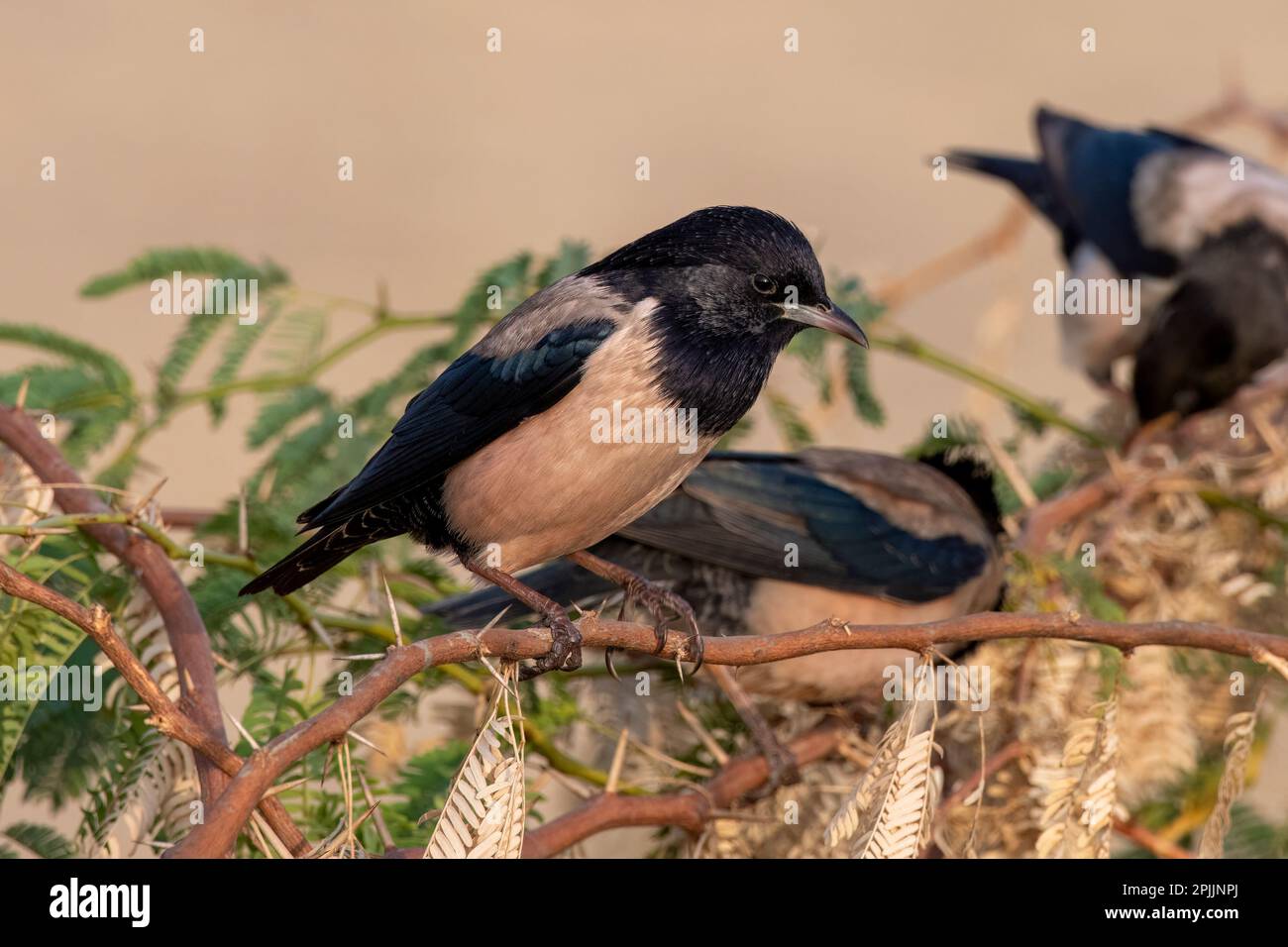 Rosy starling (Pastor roseus) also known as the rose-coloured starling ...