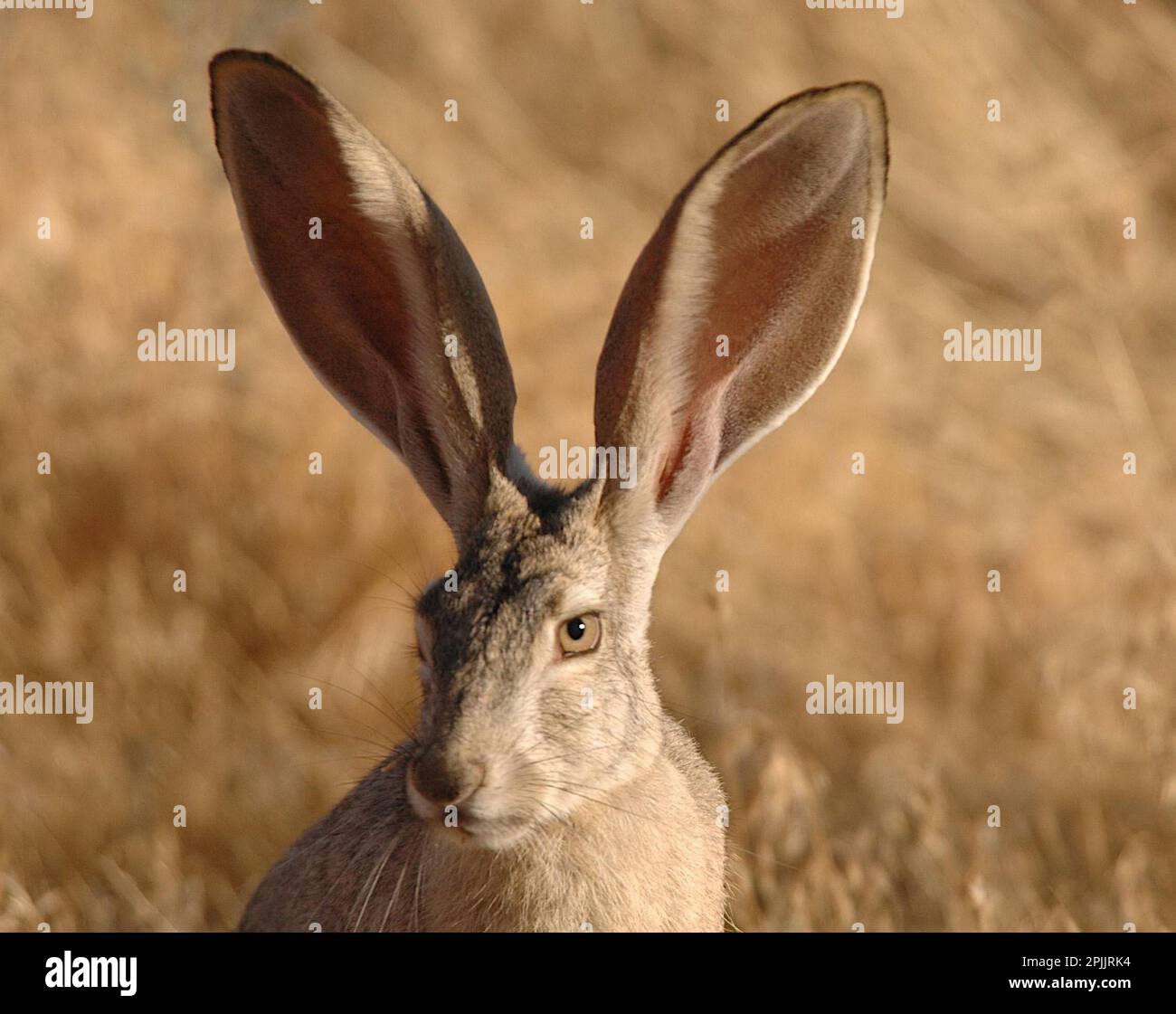 Black Tailed Jackrabbit - Lepus californicus - Easter Bunny Stock Photo ...
