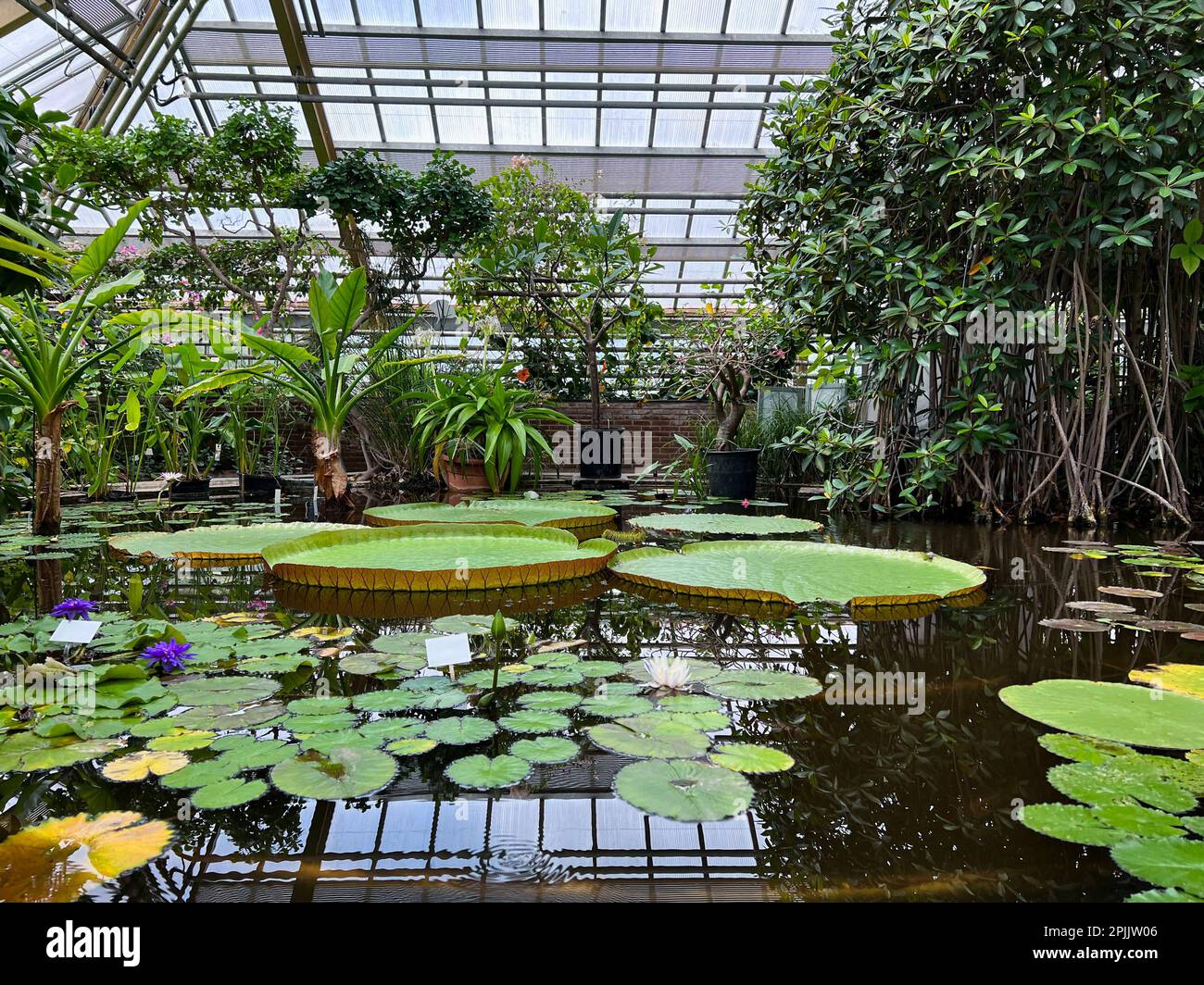 Pond with beautiful waterlily plants in greenhouse Stock Photo