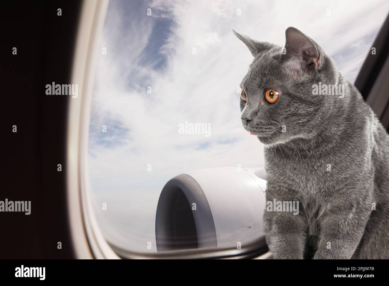 Cute cat looking through airplane window during flight. Traveling with pet Stock Photo