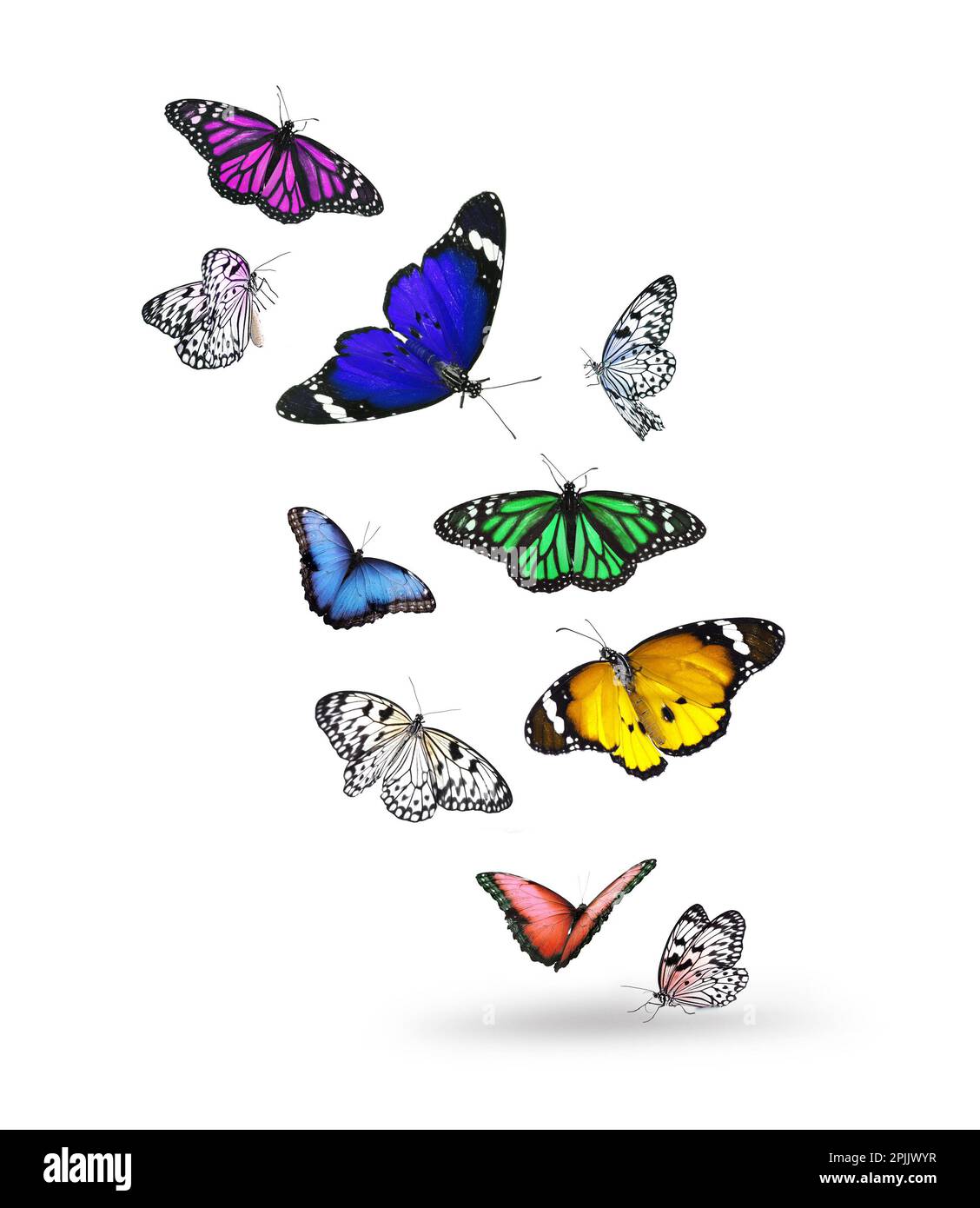 Many beautiful colorful butterflies flying on white background Stock